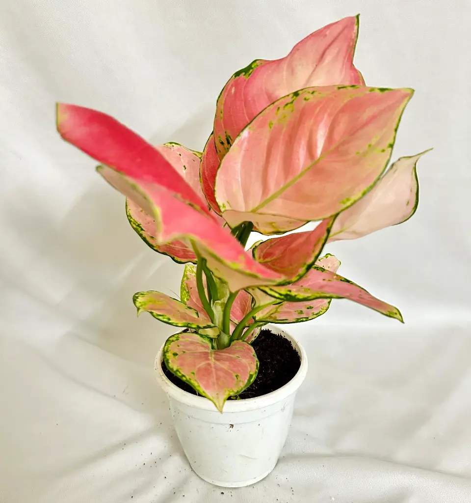 Aglaonema Pink Main in white Grow pot.jpg.webp