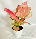 Aglaonema Pink Main in white Grow pot.jpg.webp
