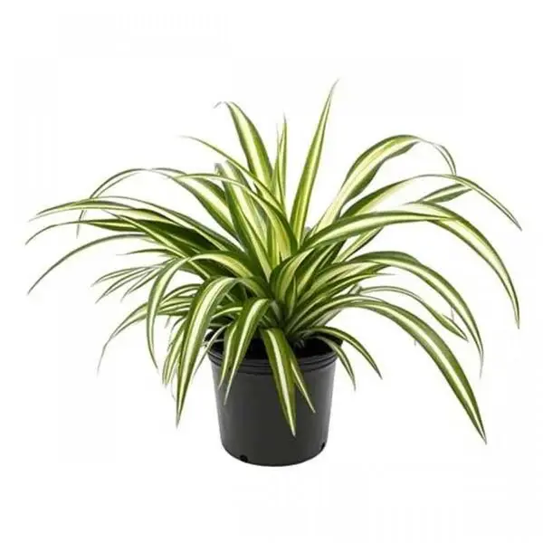 spider-plant_600x600.jpg.webp