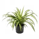 spider-plant_600x600.jpg.webp