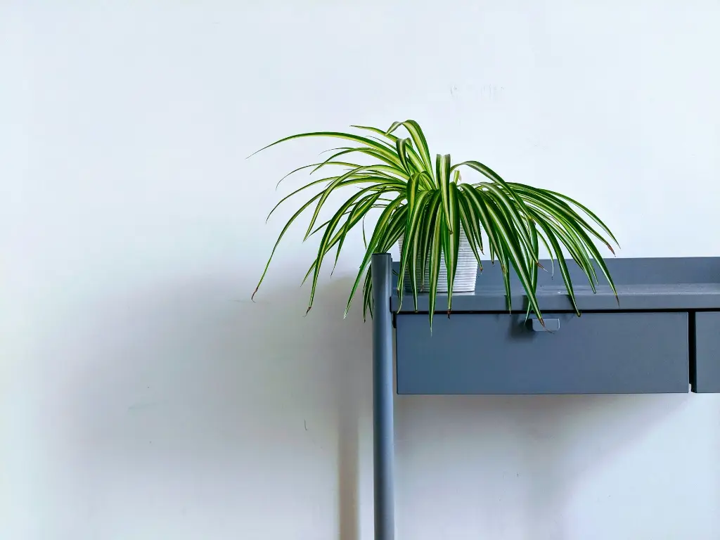 unsplash_Si8rYoK5tf0_spider plant.jpg.jpg.jpg.webp