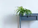 unsplash_Si8rYoK5tf0_spider plant.jpg.jpg.jpg.webp