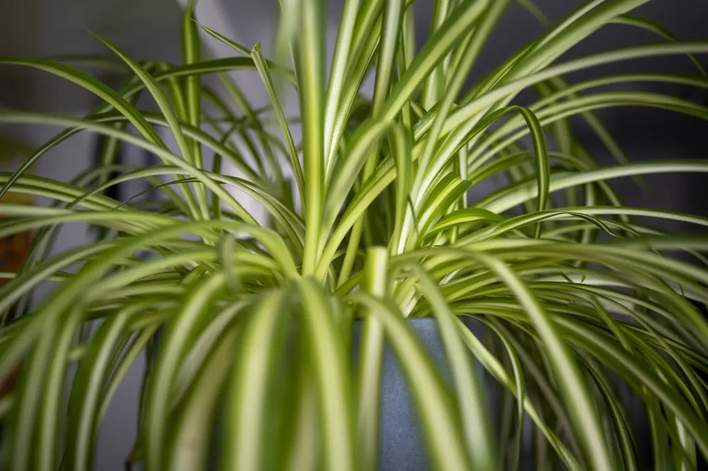 unsplash_lYA7lov0B_Q_spider plant.jpg.webp