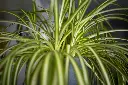 unsplash_lYA7lov0B_Q_spider plant.jpg.webp