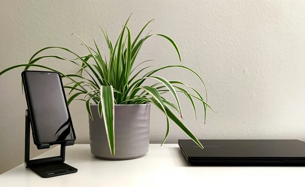 unsplash_wBOxIwzBWDU_spider plant.webp