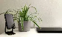 unsplash_wBOxIwzBWDU_spider plant.webp