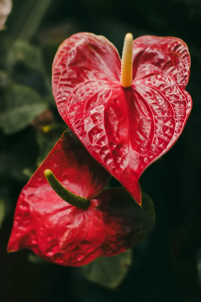 unsplash_T8vaIfQDEWQ_anthurium.jpg.webp