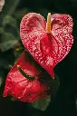 unsplash_T8vaIfQDEWQ_anthurium.jpg.webp