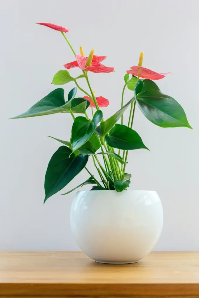 unsplash_2_e65TkDO6Y_anthurium.webp