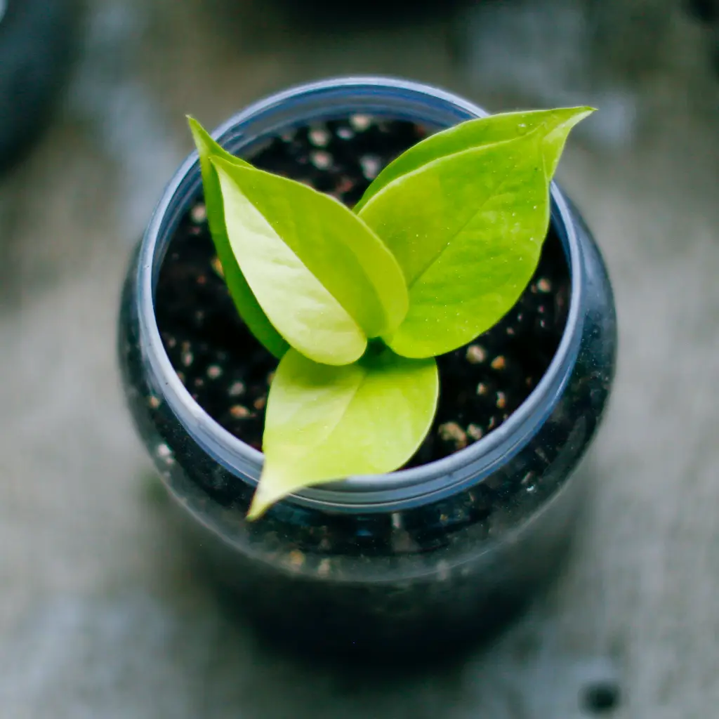 unsplash_wLMF4lS08Ow_golden pothos.jpg.jpg.webp