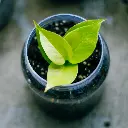 unsplash_wLMF4lS08Ow_golden pothos.jpg.jpg.webp