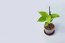 unsplash_FAGXoCH0Hik_golden pothos.jpg.webp