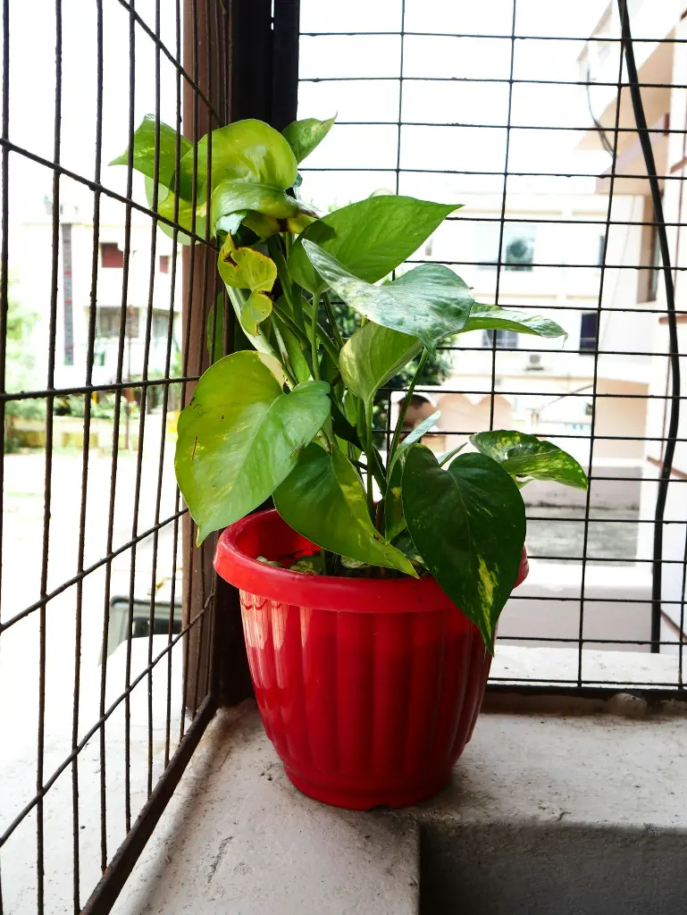 unsplash_yjvW-sC3kTY_golden pothos.webp