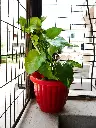 unsplash_yjvW-sC3kTY_golden pothos.webp