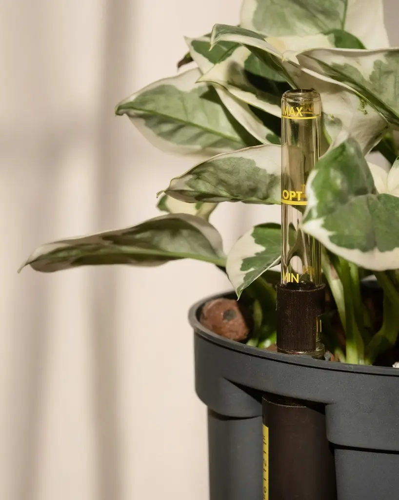 unsplash_fOLgUfPGuOo_pothos.jpg.webp