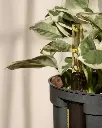 unsplash_fOLgUfPGuOo_pothos.jpg.webp