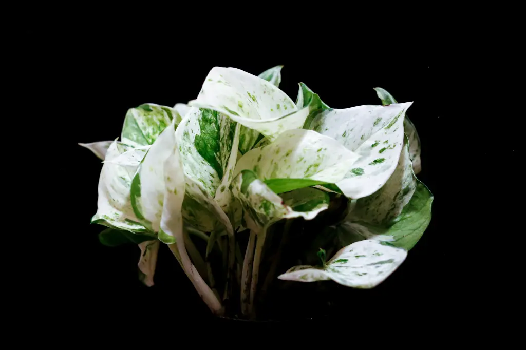 unsplash_YZPh3-B4iZk_pothos.webp
