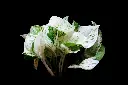 unsplash_YZPh3-B4iZk_pothos.webp