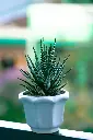 Zebra Haworthia