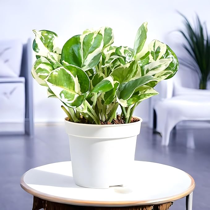 Money Plant (N'Joy) (No Quote)