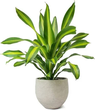 Dracaena Fragrans (Massangeana)