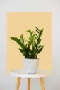 Zamioculcas Zamiifolia (ZZ) Green