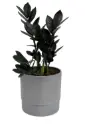 Zamioculcas Zamiifolia (ZZ) Black