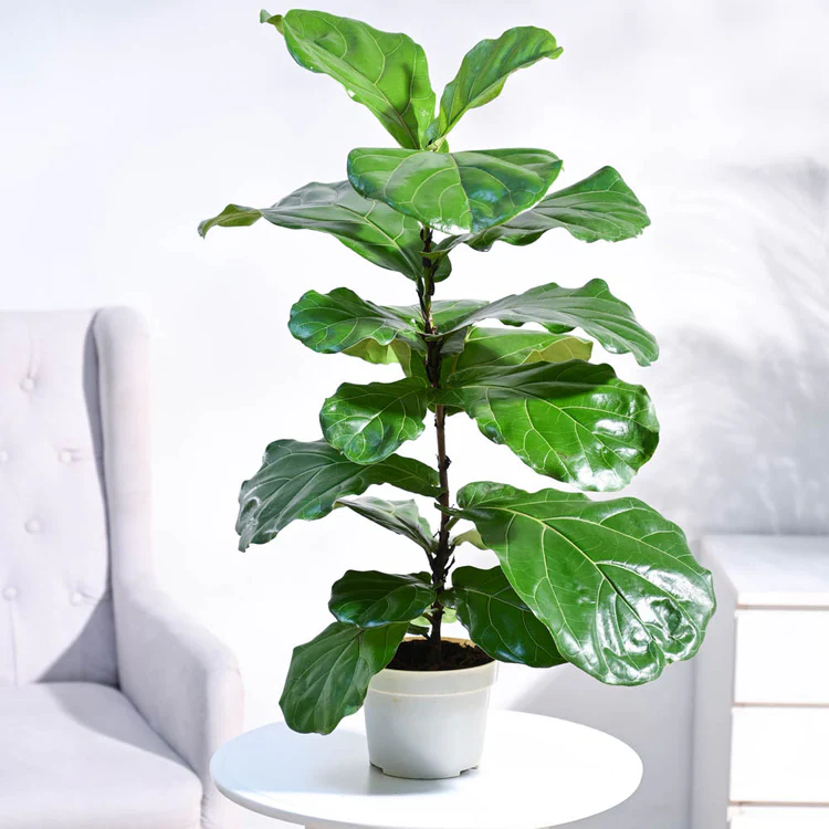Ficus Lyrata (Fiddle Leaf Fig Plant)