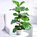 Ficus Lyrata (Fiddle Leaf Fig Plant)
