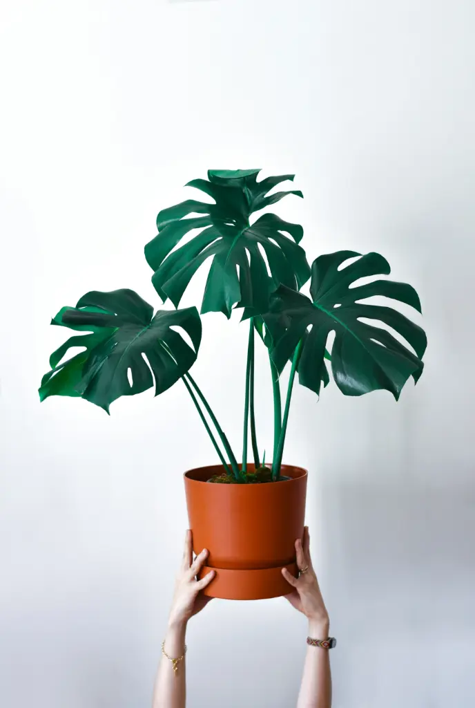 Monstera Deliciosa