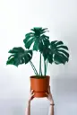 Monstera Deliciosa