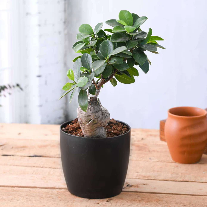 Ficus Bonsai