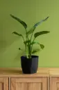 Bird of Paradise