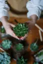 Echeveria Lotus Chinensis Plant