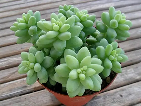 Sedum Morganianum - Burro's Tail