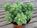 Sedum Morganianum - Burro's Tail