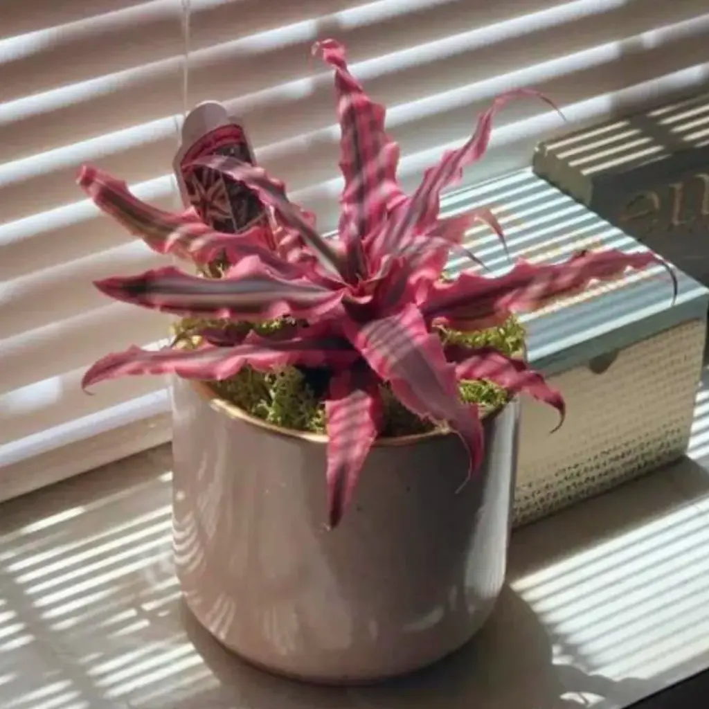 Cryptanthus Pink Star