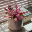 Cryptanthus Pink Star