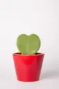 Heart Hoya