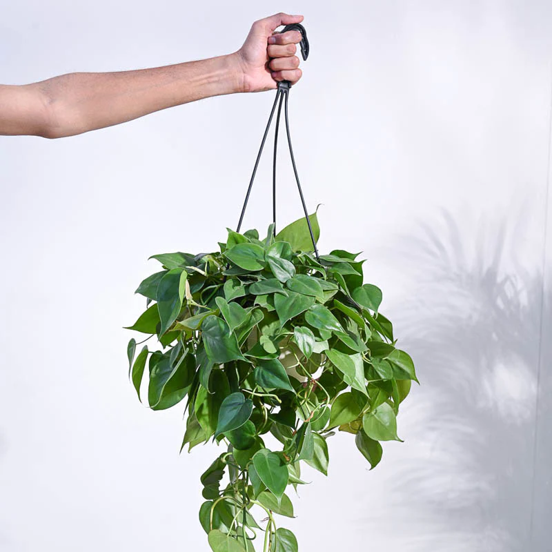 Philodendron Oxycardium Brasil With Hanging Pot