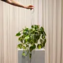 Philodendron Oxycardium Brasil With Hanging Pot