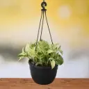 Money Plant Marble With Hanging Pot