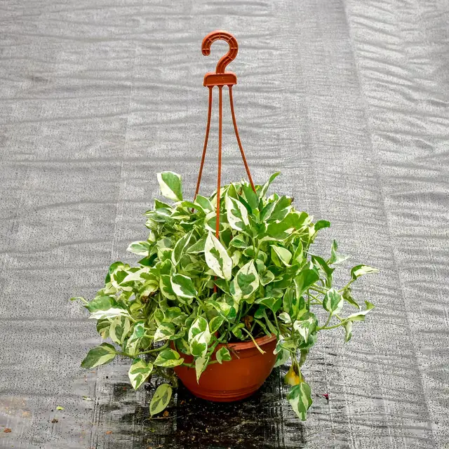 Money Plant N Joy With Hanging Pot