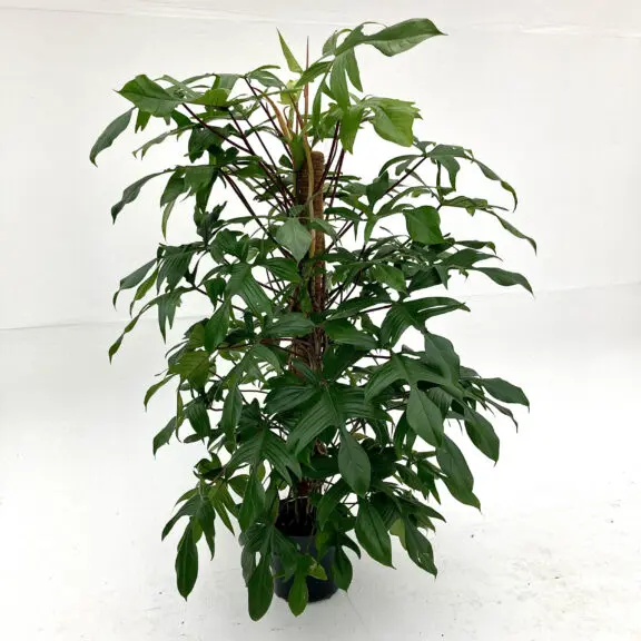 Philodendron Florida Ghost Plant