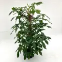 Philodendron Florida Ghost Plant