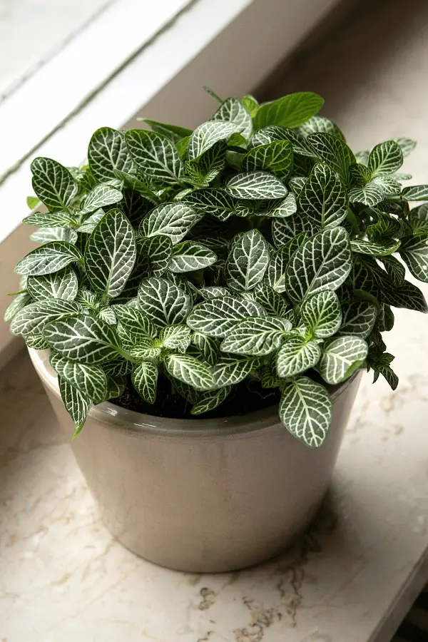 Fittonia Green Plant (Nerve Plant)