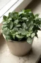 Fittonia Green Plant (Nerve Plant)