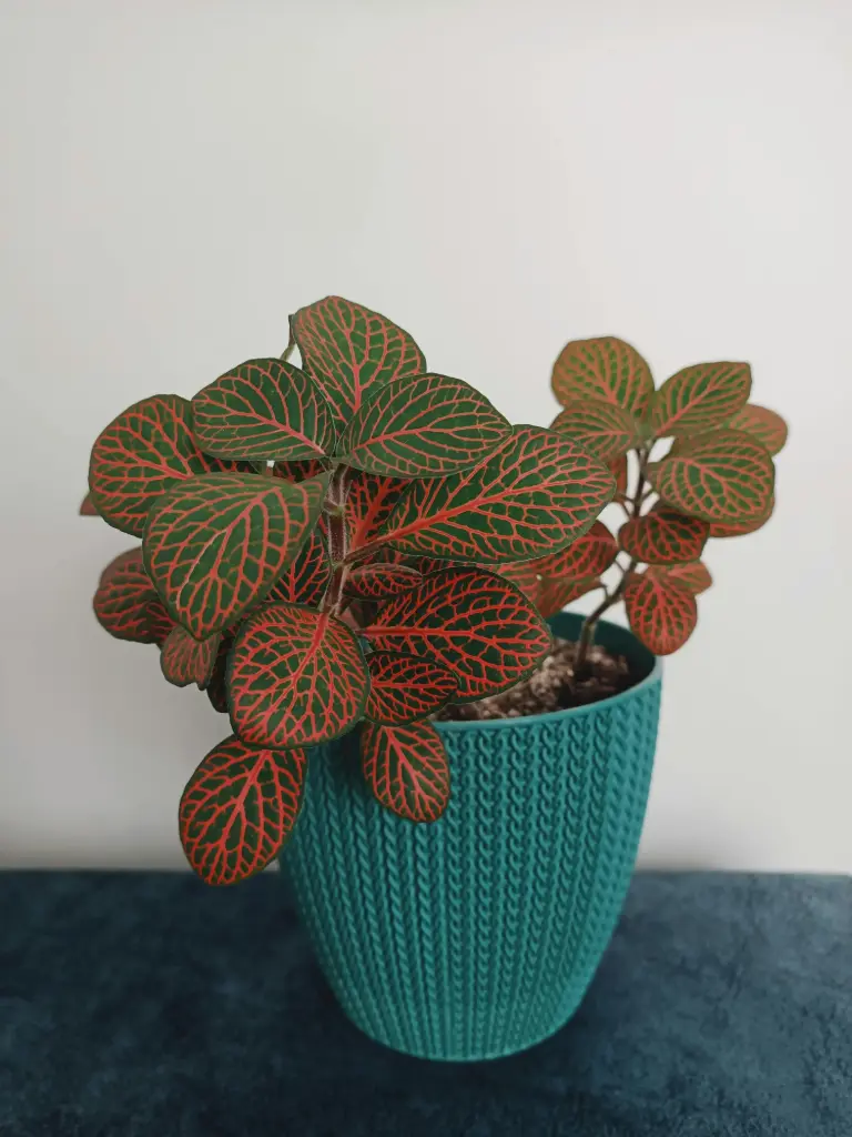 Fittonia Pink Plant (Nerve Plant)