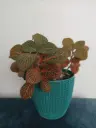 Fittonia Pink Plant (Nerve Plant)