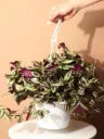 Wandering Jew With Hanging Pot